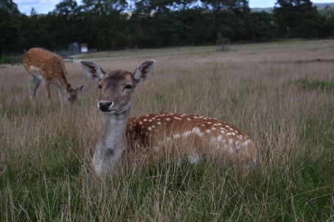Deer, Scandinavian Wildlife Park, Denmark